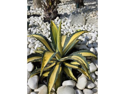 agave-mediopicta-aurea-v-celkovej-vyske-65-cm--sirke-55-cm-5