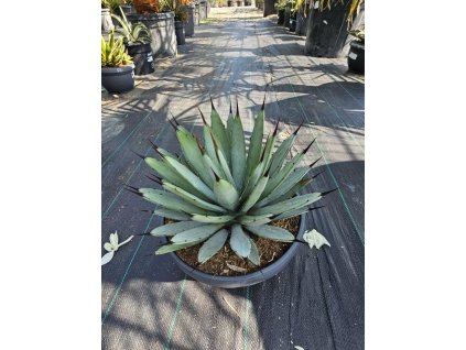 agave-macrocantha--vyska-rastliny-20-cm-1