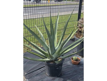 Agave palmeri v celkovej výške 133 cm a v šírke 170 cm