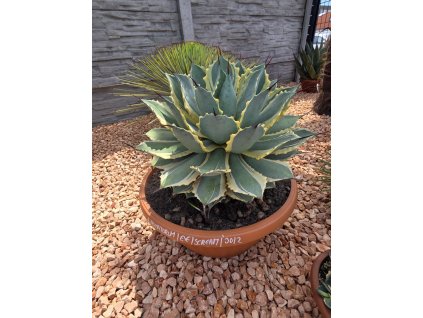 agave-potatorum-eye-scream-v-celkovej-vyske-50-cm--sirke-43-cm