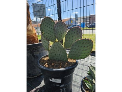 opuntia-santa-rita-15-l