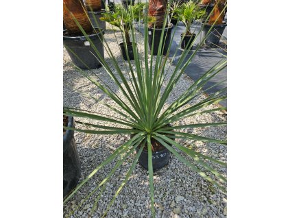 nolina-nelsonii-10-l-v-celkovej-vyske-95-cm