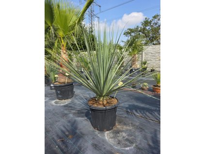 Nolina nelsonii v celkovej výške 145 cm s výškou kmeňa 12 cm-1