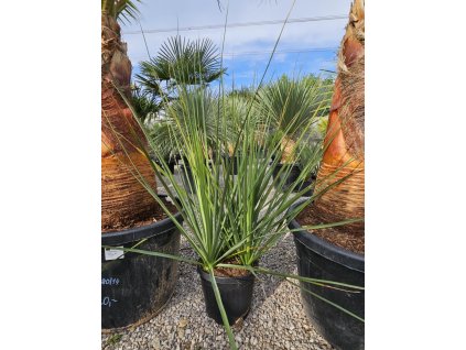 nolina-nelsonii-trojkmen-10-l