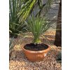 yucca-rostrata-s-vyskou-kmena-10-cm--celkova-vyska-65-cm-1