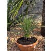 yucca-rostrata-s-vyskou-kmena-10-cm--celkova-vyska-65-cm