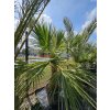 washingtonia-filibusta-s-hladkym-kmenom-s-vyskou-kmena-75-cm-v-celkovej-vyske-275-cm-1