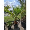 washingtonia-filibusta-s-hladkym-kmenom-s-vyskou-kmena-61-cm-v-celkovej-vyske-220-cm-2