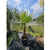 washingtonia-filibusta-s-hladkym-kmenom-s-vyskou-kmena-52-cm-v-celkovej-vyske-210-cm
