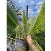 washingtonia-filibusta-s-hladkym-kmenom-s-vyskou-kmena-52-cm-v-celkovej-vyske-210-cm-2