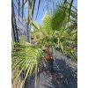 washingtonia-filibusta-s-hladkym-kmenom-s-vyskou-kmena-52-cm-v-celkovej-vyske-210-cm-1