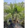 trachycarpus-fortunei--dvojkmen-v-celkovej-vyske-170-cm-1