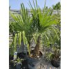 trachycarpus-fortunei--dvojkmen-v-celkovej-vyske-170-cm