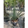 nolina-nelsonii-25-l-v-celkovej-vyske-122-cm-1