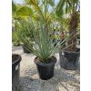 nolina-nelsonii-25-l-v-celkovej-vyske-122-cm