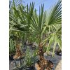 trachycarpus-fortunei--dvojkmen-v-celkovej-vyske-220-cm-2-2