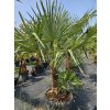 trachycarpus-fortunei--dvojkmen-v-celkovej-vyske-220-cm-2-1