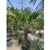 trachycarpus-fortunei-s-vyskou-kmena-60-cm-v-celkovej-vyske-180-cm-1