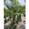 trachycarpus-fortunei-s-vyskou-kmena-60-cm-v-celkovej-vyske-180-cm-2