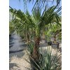 trachycarpus-fortunei-s-vyskou-kmena-60-cm-v-celkovej-vyske-180-cm