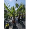 washingtonia-filibusta-s-hladkym-kmenom-s-vyskou-kmena-53-cm-v-celkovej-vyske-185-cm-1