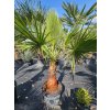washingtonia-filibusta-s-hladkym-kmenom-s-vyskou-kmena-53-cm-v-celkovej-vyske-185-cm