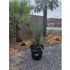 nolina-nelsonii-25-l-v-celkovej-vyske-130-cm-1