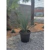 nolina-nelsonii-25-l-v-celkovej-vyske-130-cm-2
