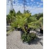 chamaerops-humilis-s-5-kmenmi-v-celkovej-vyske-190-cm-1