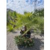 chamaerops-humilis-s-5-kmenmi-v-celkovej-vyske-190-cm