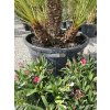 chamaerops-humilis-s-5-kmenmi-v-celkovej-vyske-190-cm-2