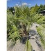 chamaerops-humilis-s-5-kmenmi-v-celkovej-vyske-180-cm