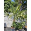 trachycarpus-fortunei-dva-kmene-v-celkovej-vyske-s-kvetinacom-250-cm-1