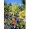 washingtonia-filibusta-s-hladkym-kmenom-s-vyskou-kmena-47-cm-v-celkovej-vyske-185-cm