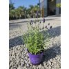 lavandula-angustifolia-hidcote-v-celkovej-vyske-27-cm-1