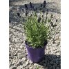 lavandula-angustifolia-hidcote-v-celkovej-vyske-27-cm-2