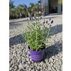 lavandula-angustifolia-hidcote-v-celkovej-vyske-27-cm