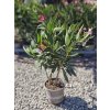 nerium-oleander-v-celkovej-vyske-55-cm-pink-1