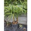 trachycarpus-fortunei--dva-kmene-v-celkovej-vyske--s-kvetinacom-205-cm-1