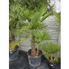 trachycarpus-fortunei--dva-kmene-v-celkovej-vyske--s-kvetinacom-205-cm