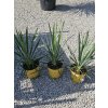 yucca-filamentosa-v-celkovej-vyske-75-cm-1