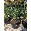 yucca-filamentosa-v-celkovej-vyske-75-cm-4