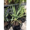 yucca-filamentosa-v-celkovej-vyske-75-cm-5
