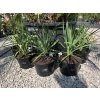 yucca-filamentosa-v-celkovej-vyske-75-cm-6