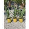 yucca-filamentosa-v-celkovej-vyske-75-cm