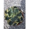 agave-isthmensis-kabutogani-v-celkovej-vyske-22-cm-2