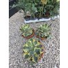 agave-isthmensis-kabutogani-v-celkovej-vyske-22-cm-2