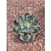 agave-isthmensis-kabutogani-v-celkovej-vyske-22-cm-5