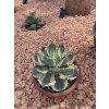 agave-isthmensis-kabutogani-v-celkovej-vyske-22-cm-6