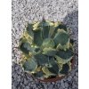 agave-isthmensis-kabutogani-v-celkovej-vyske-22-cm
